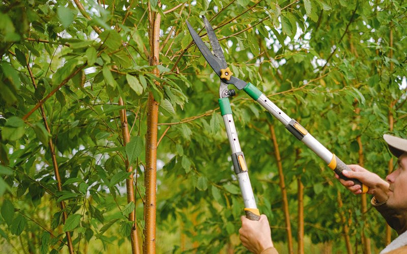 Tree trimming in Leeton, MO